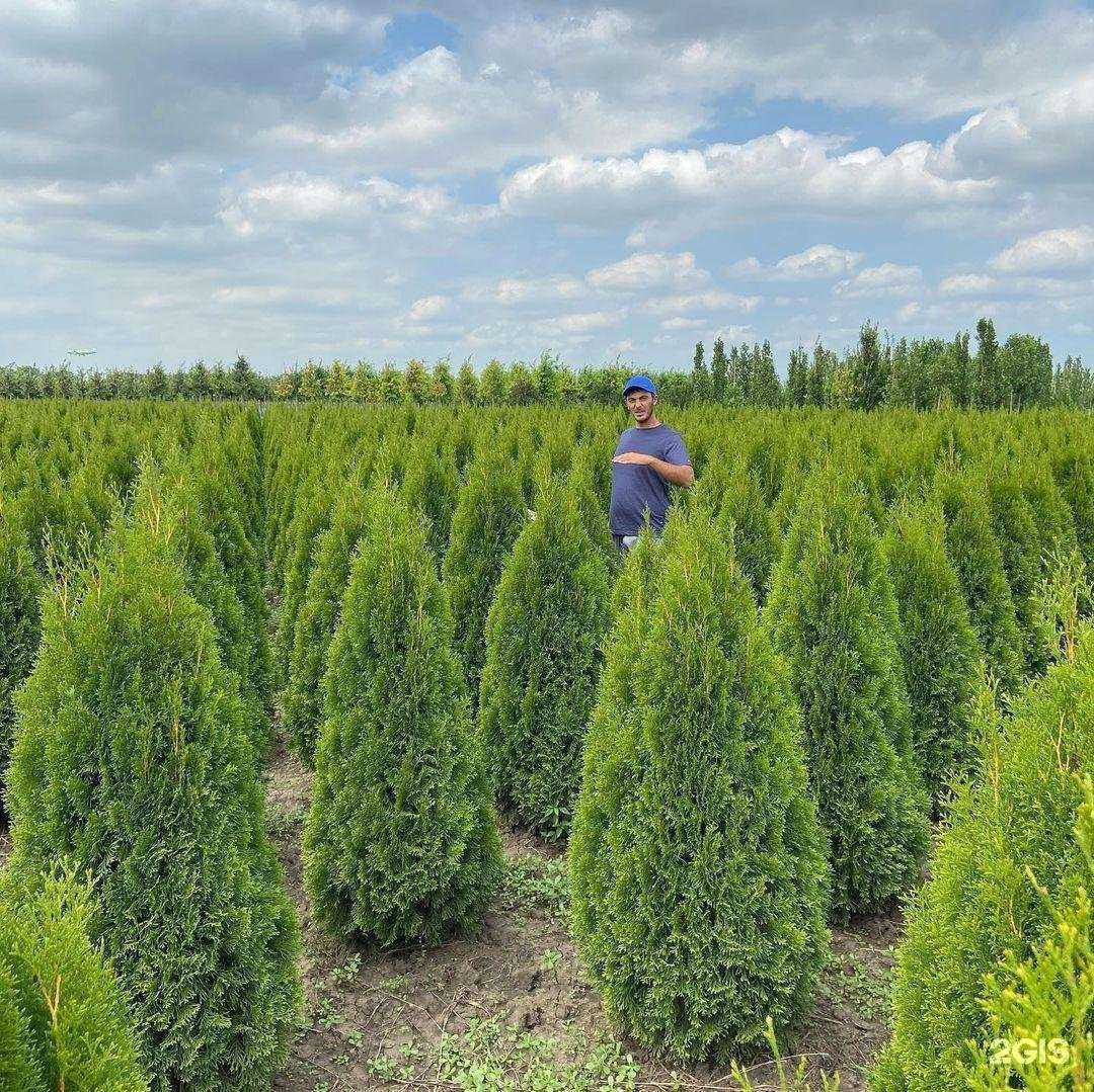 Отзывы на компанию Зелентрест в Саратове c фото