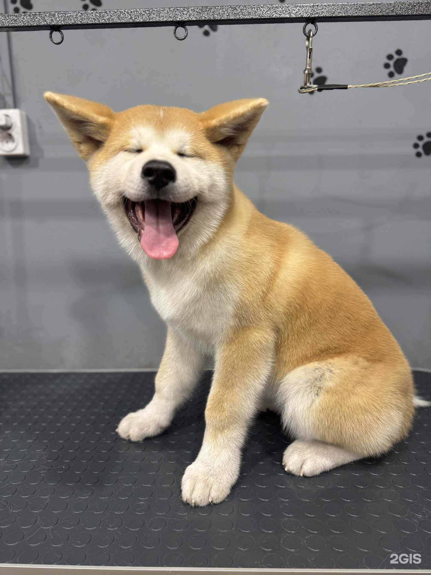 Отзывы на компанию Доберман в г. Комсомольск-на-Амуре c фото