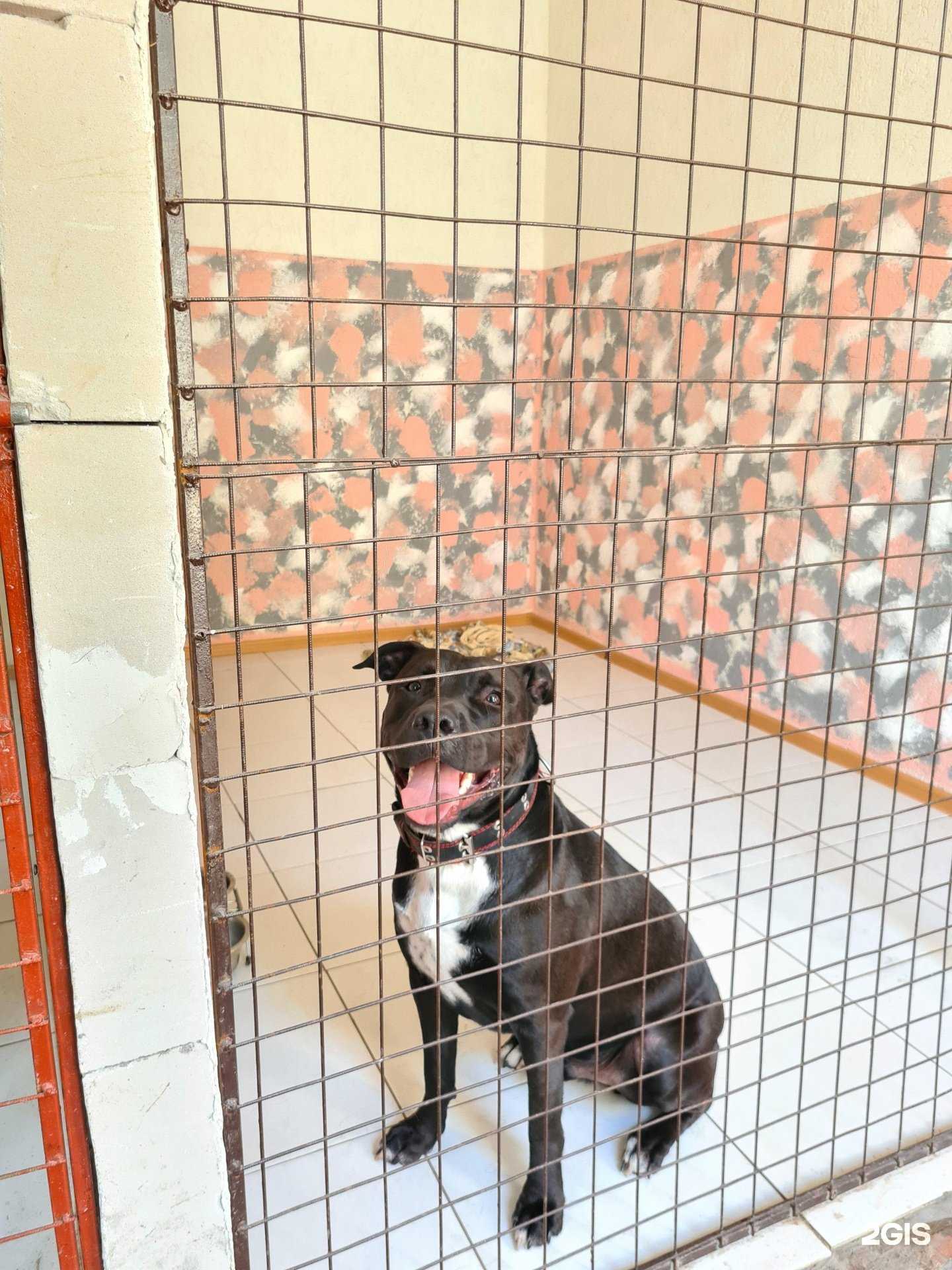 Отзывы на компанию Четыре Лапы в Кемерове c фото