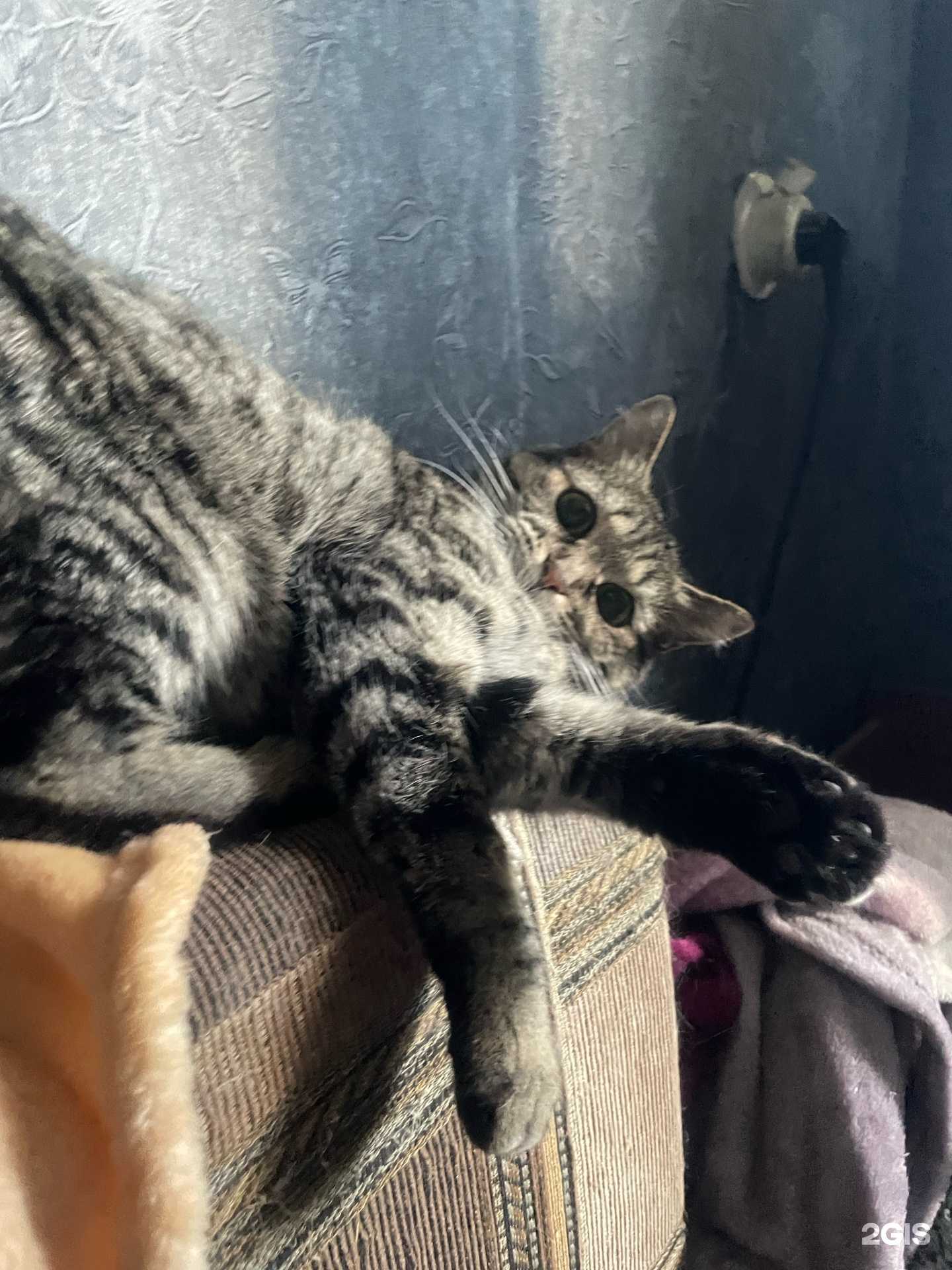 Отзывы на компанию ДоброВет в Чите c фото