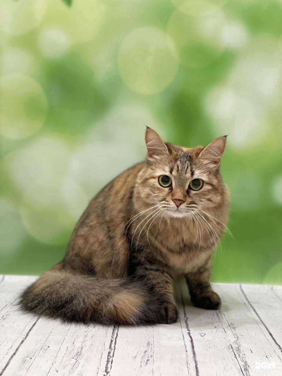 Отзывы на компанию Пуделек в Новосибирске c фото