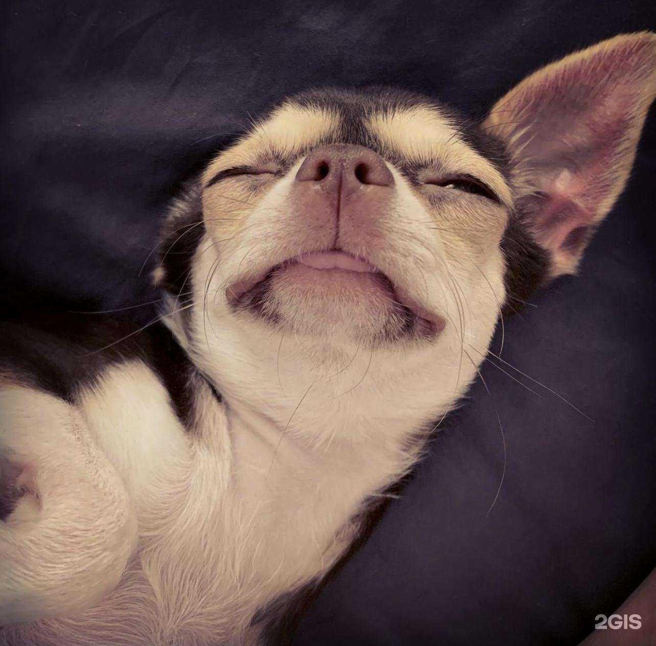 Отзывы на компанию Котопес в г. Краснодар c фото