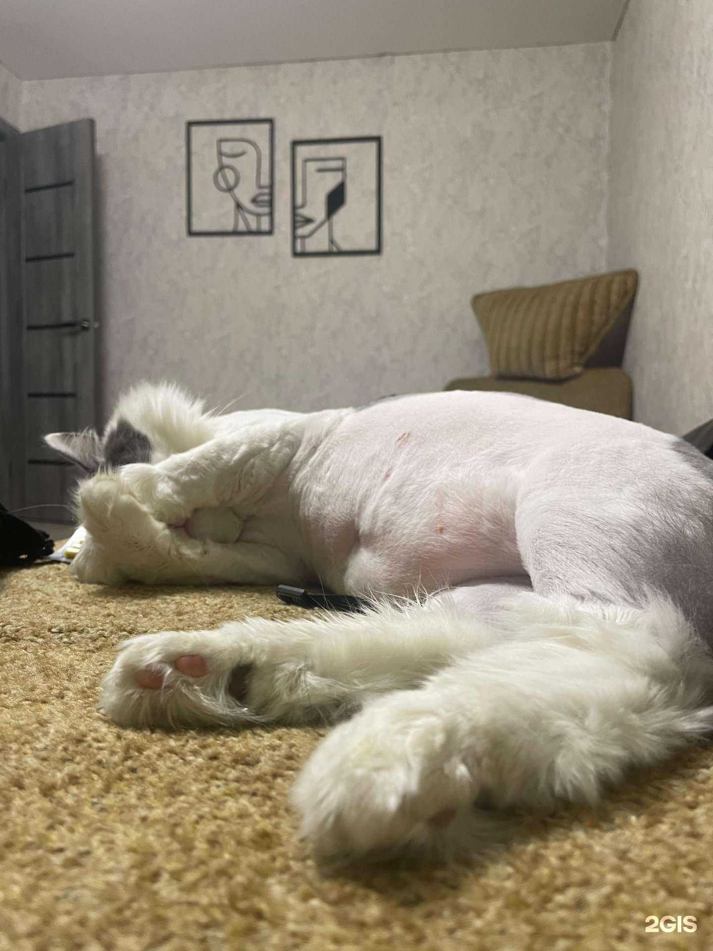 Отзывы на компанию Свой доктор в Рубцовске c фото