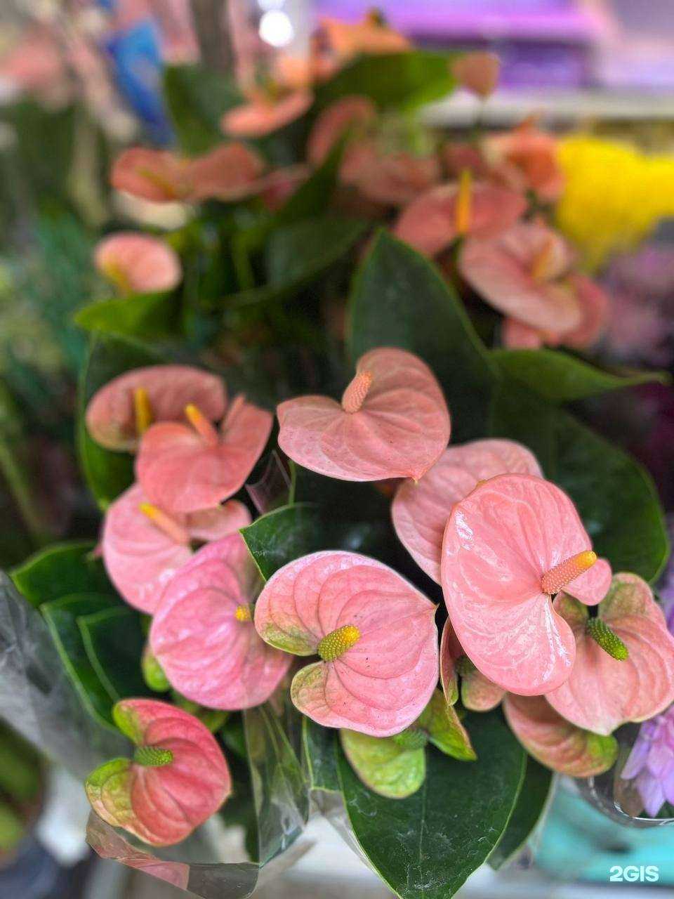 Отзывы на компанию Акцент в г. Тула c фото