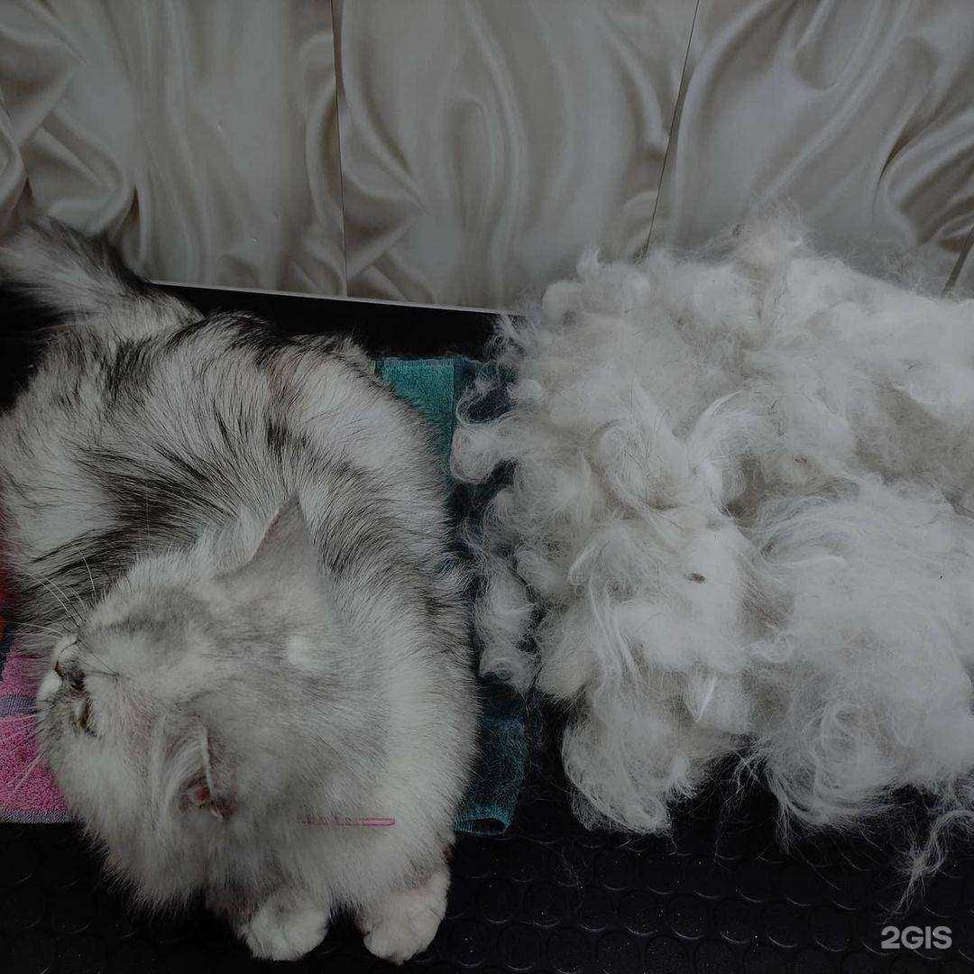 Отзывы на компанию Ветеринарный кабинет в г. Фурманов c фото