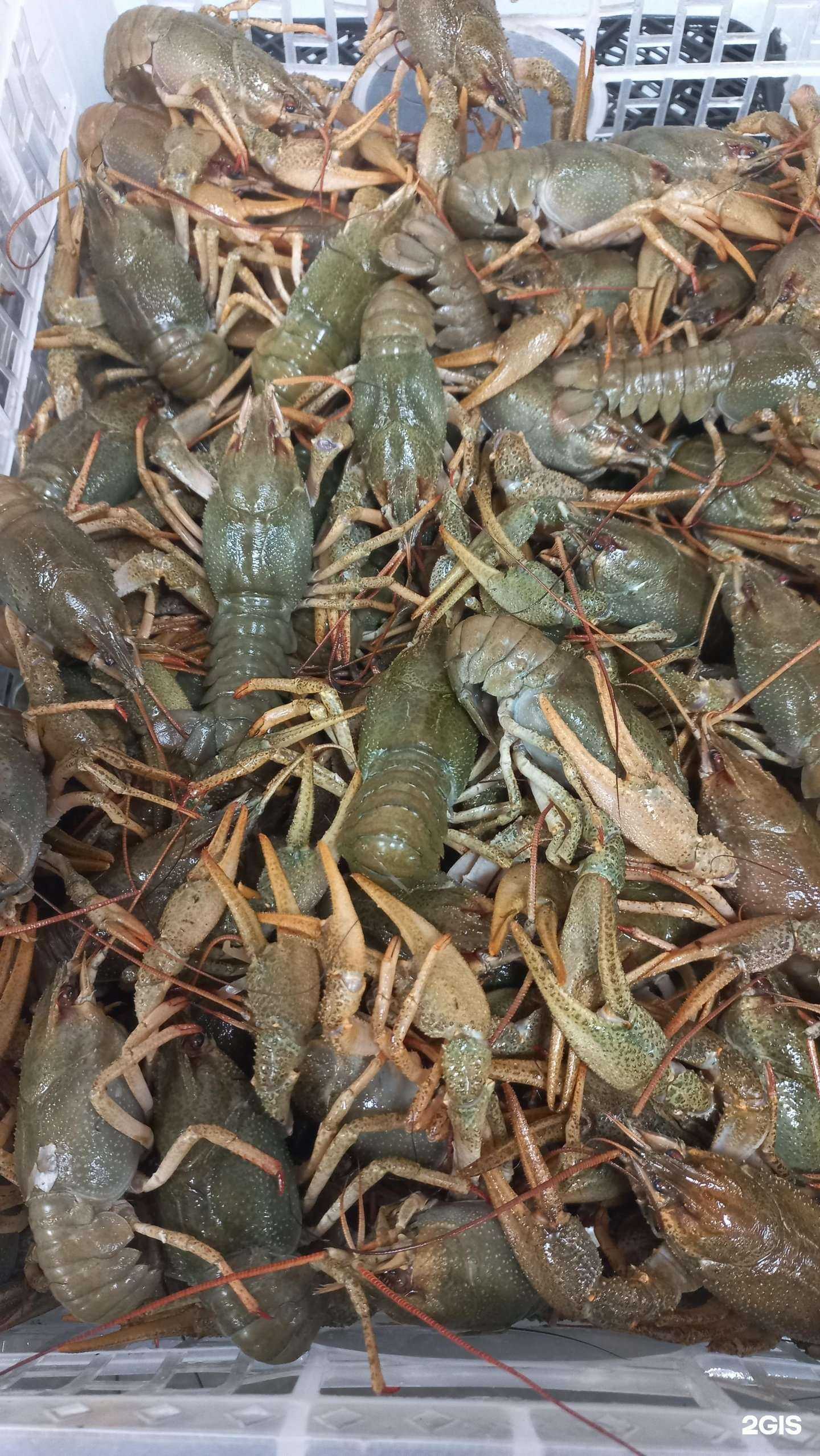 Отзывы на компанию Море рыбы в Тольятти c фото