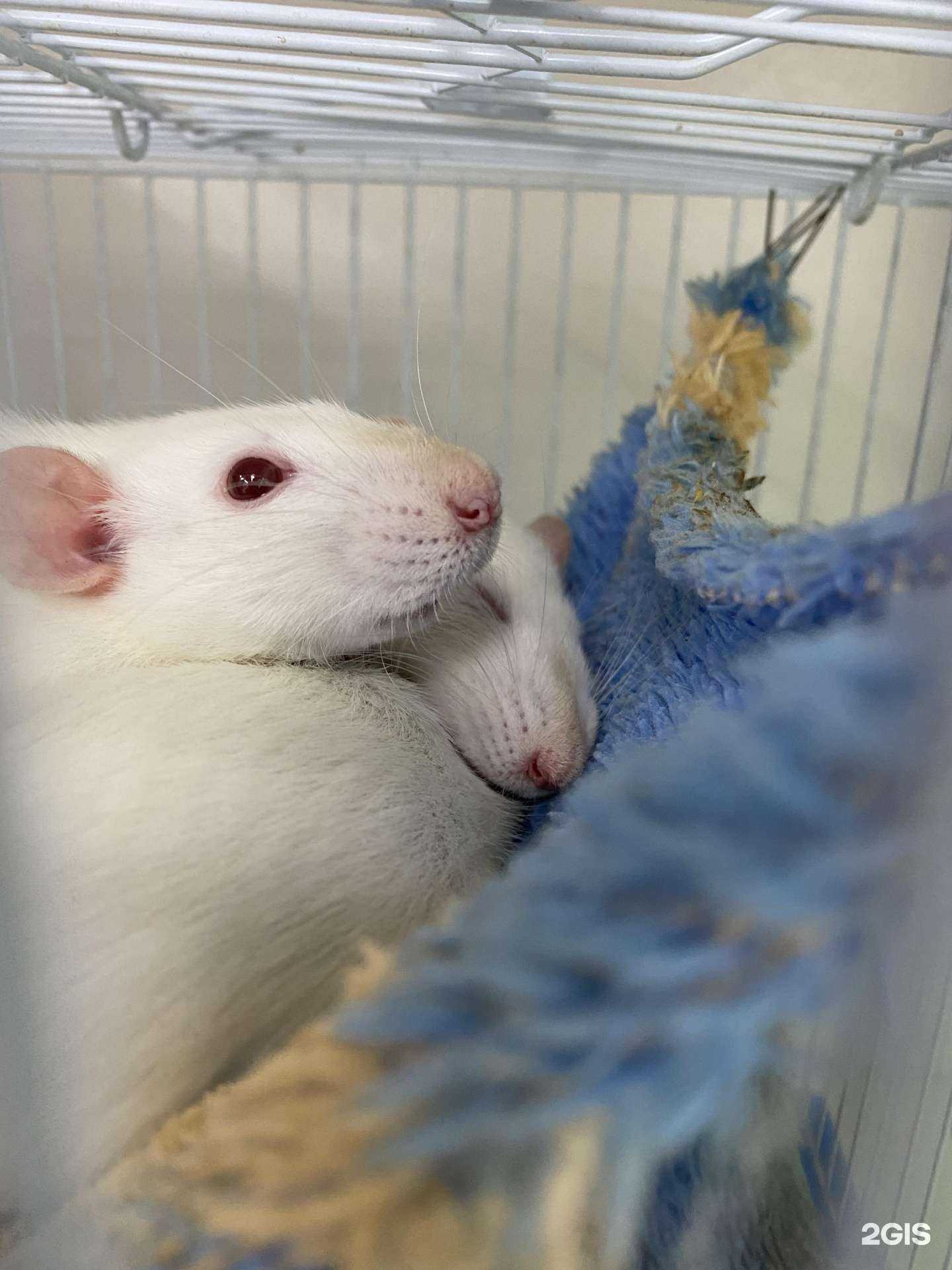 Отзывы на компанию Барсик в г. Краснодар c фото