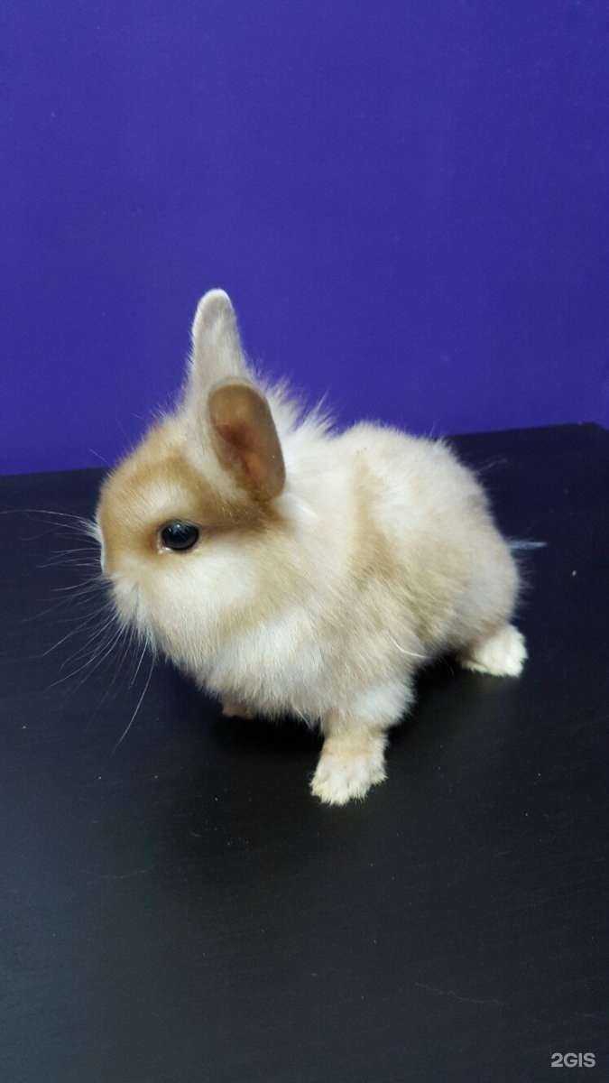 Отзывы на компанию Акуна Матата в г. Калуга c фото