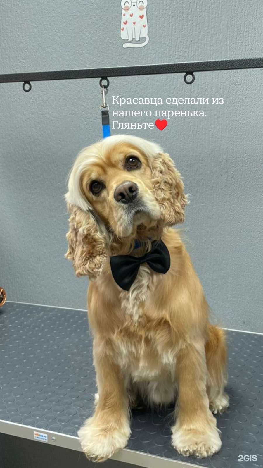 Отзывы на компанию Лапки в Новосибирске c фото