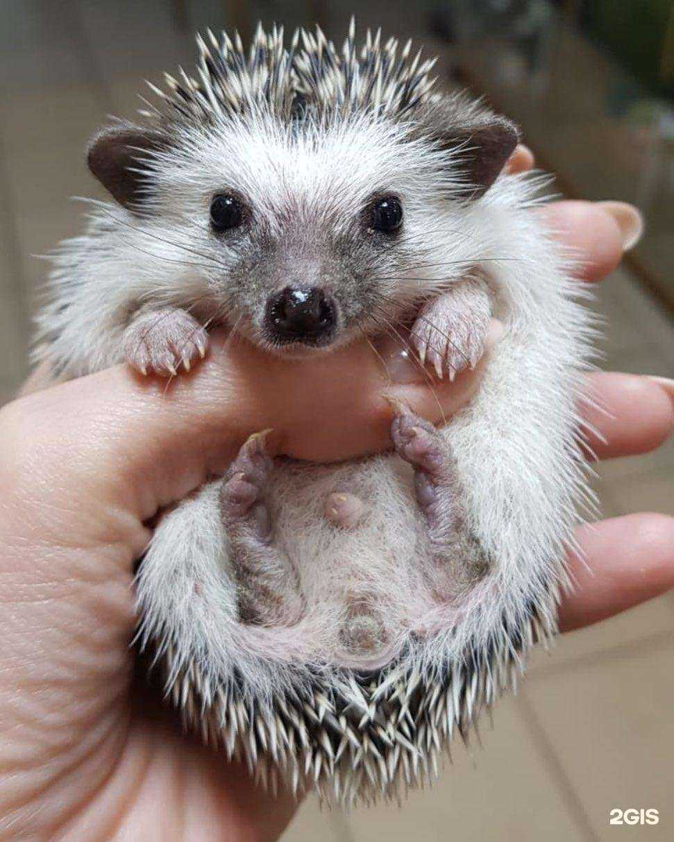 Отзывы на компанию Мадагаскар в Сочи c фото