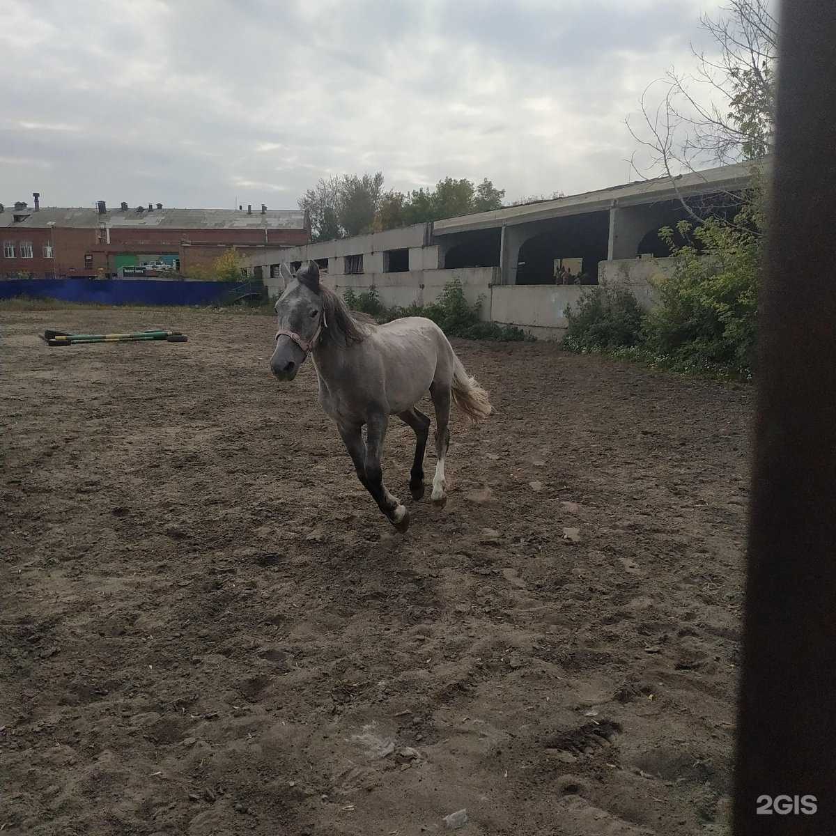 Отзывы на компанию Хорс райдин в Омске c фото - фотография 2 из 2