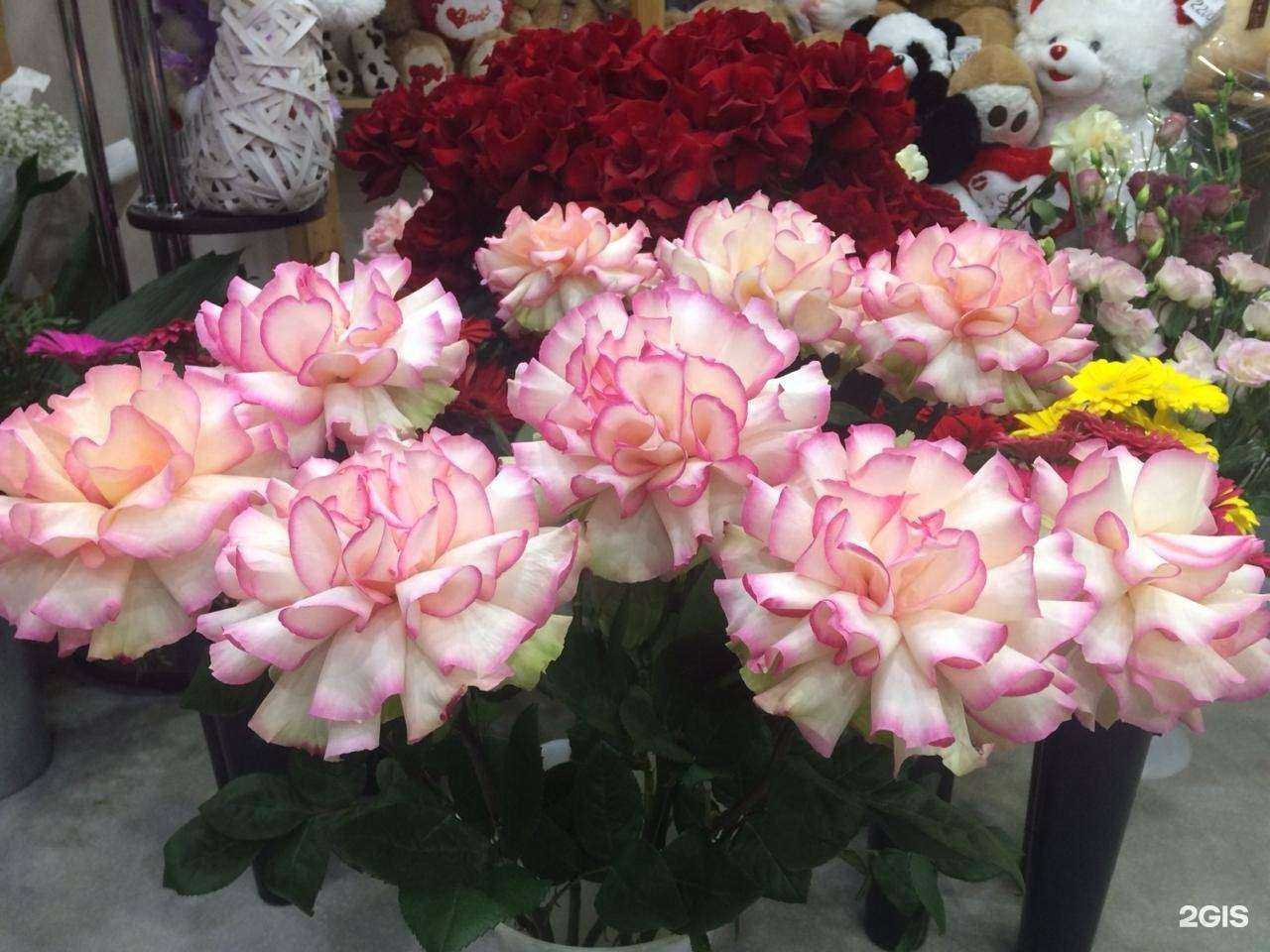 Отзывы на компанию Три ромашки в г. Екатеринбург c фото