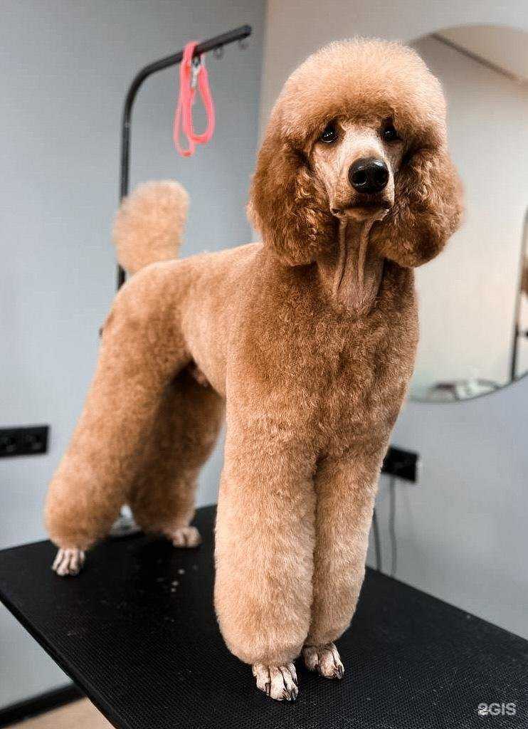 Отзывы на компанию БЛЭКГРУМЕР.РФ в г. Омск c фото