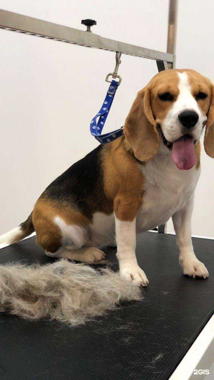 Отзывы на компанию Groom Bar в г. Химки c фото