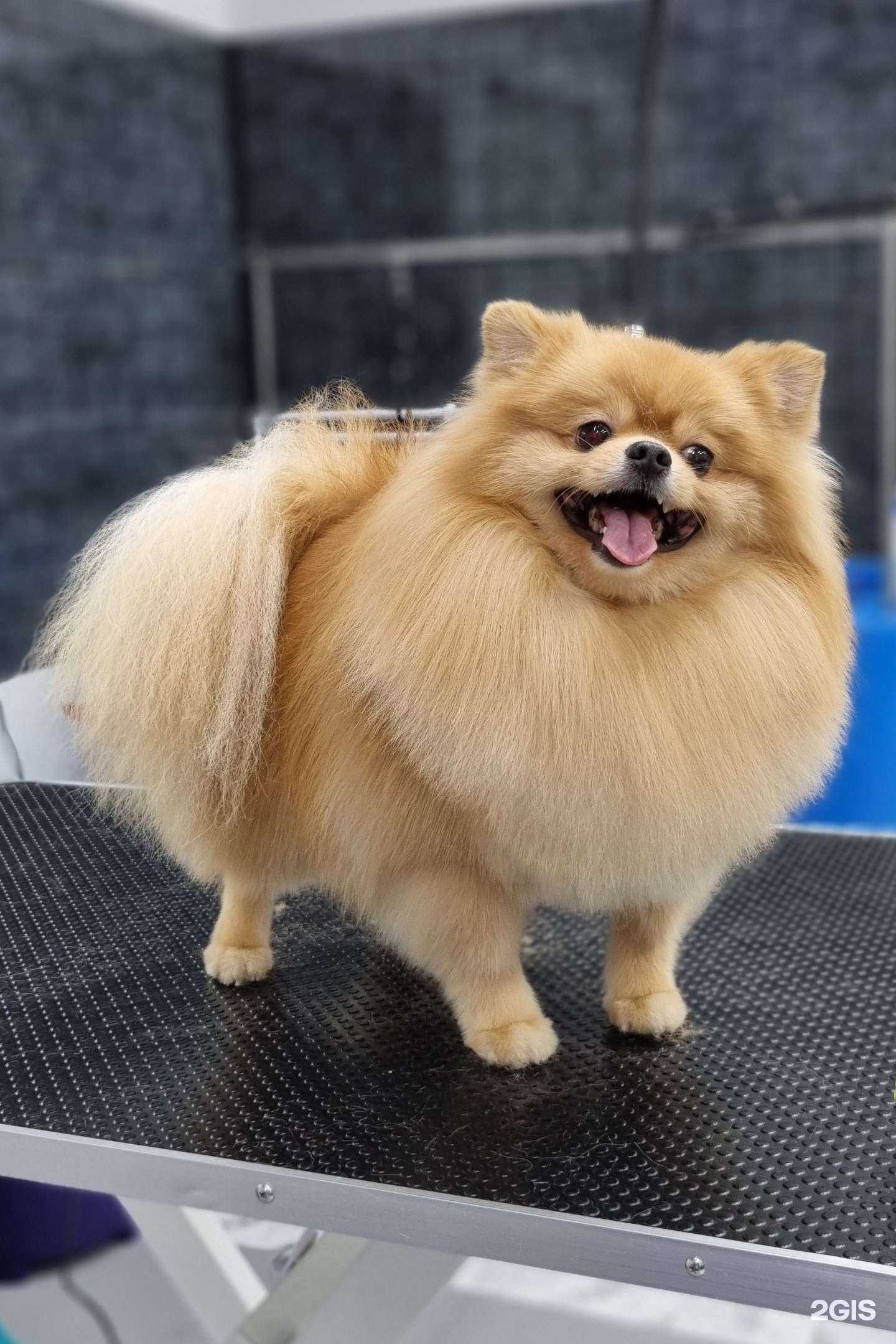 Отзывы на компанию Рок Дог в Иркутске c фото