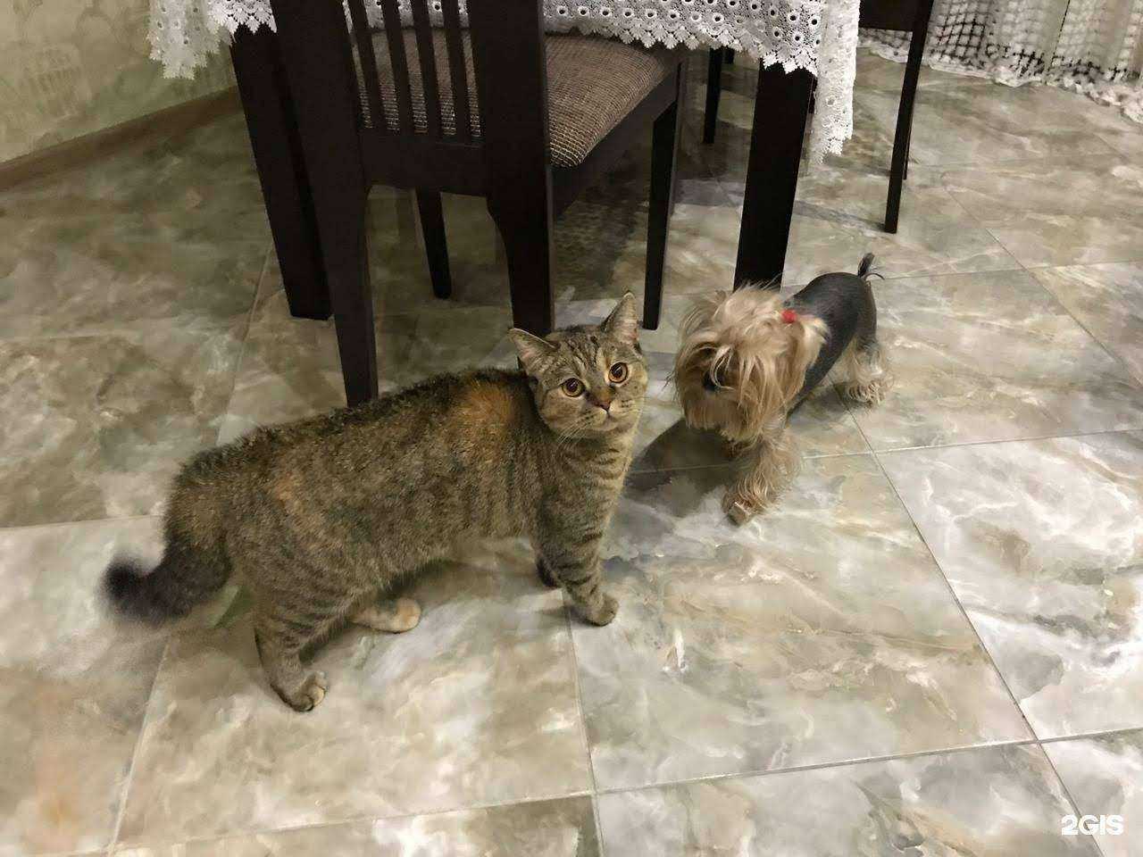 Отзывы на компанию Новокузнецкая городская станция по борьбе с болезнями животных в Новокузнецке c фото