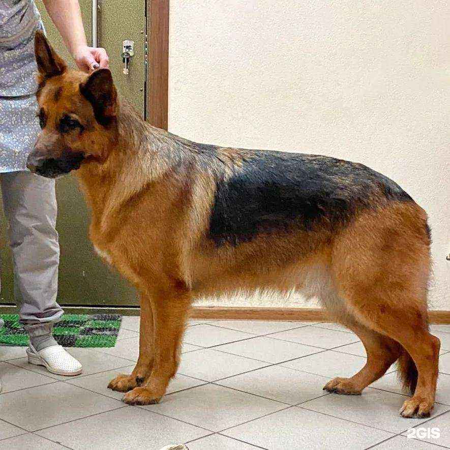 Отзывы на компанию Groom km в г. Видное c фото