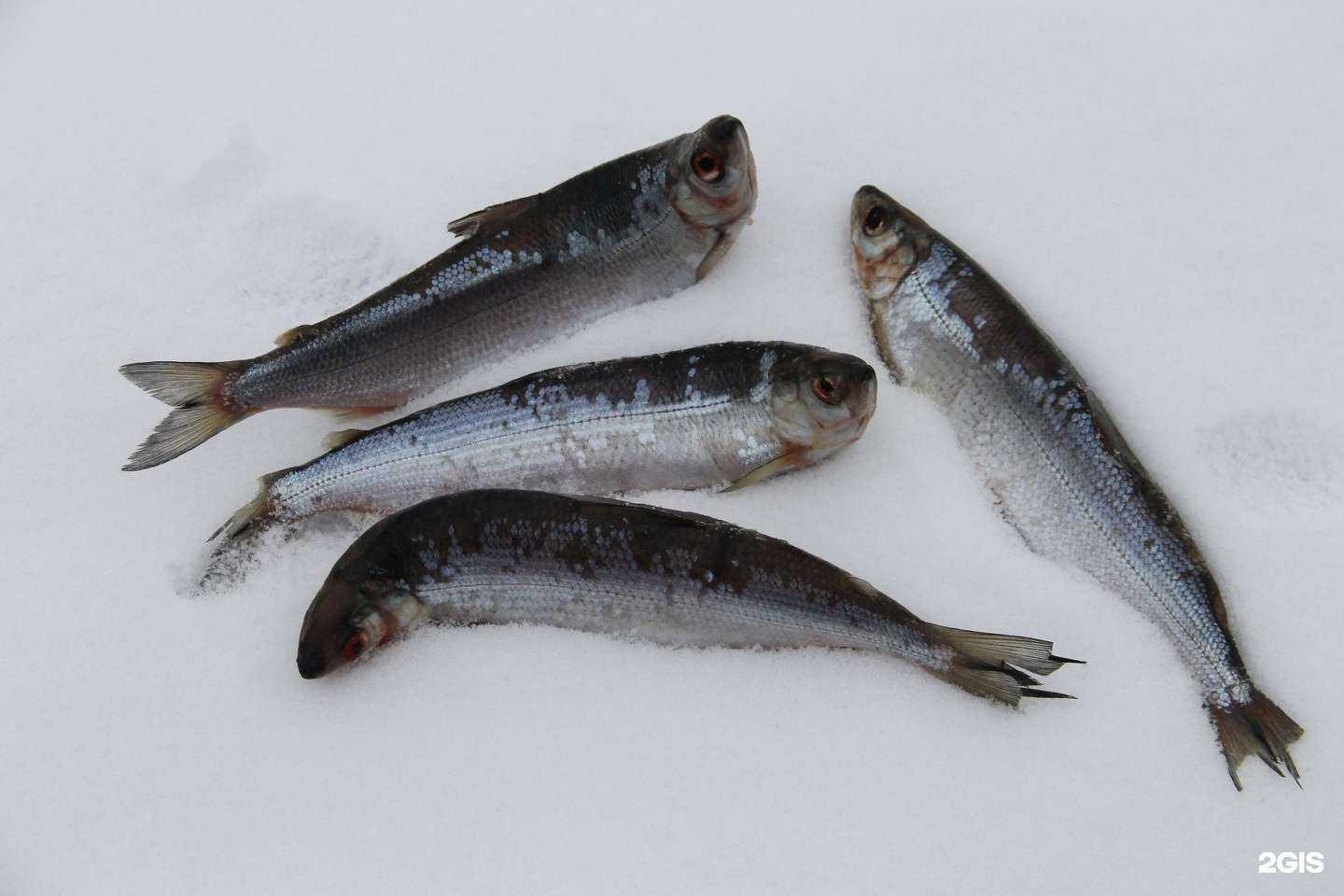 Отзывы на компанию База оленины и северной рыбы в Красноярске c фото