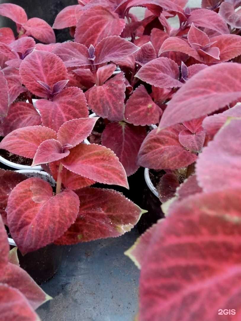 Отзывы на компанию Листок 62 в г. Рязань c фото