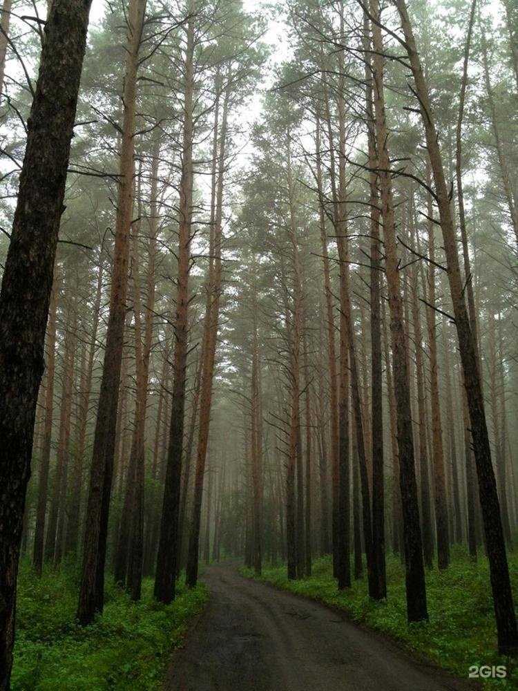 Отзывы на компанию Каштакский бор в Челябинске c фото