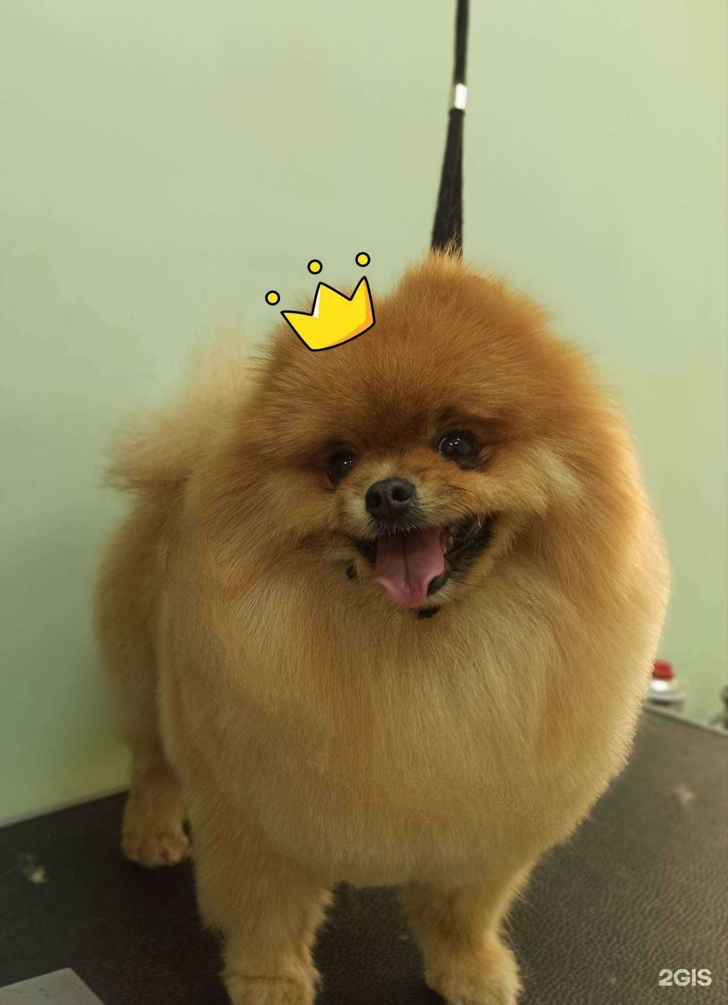 Отзывы на компанию Уши Лапы Хвост в Владимире c фото