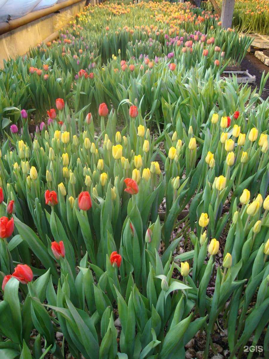 Отзывы на компанию Агрофирма Усадьба в г. Пермь c фото