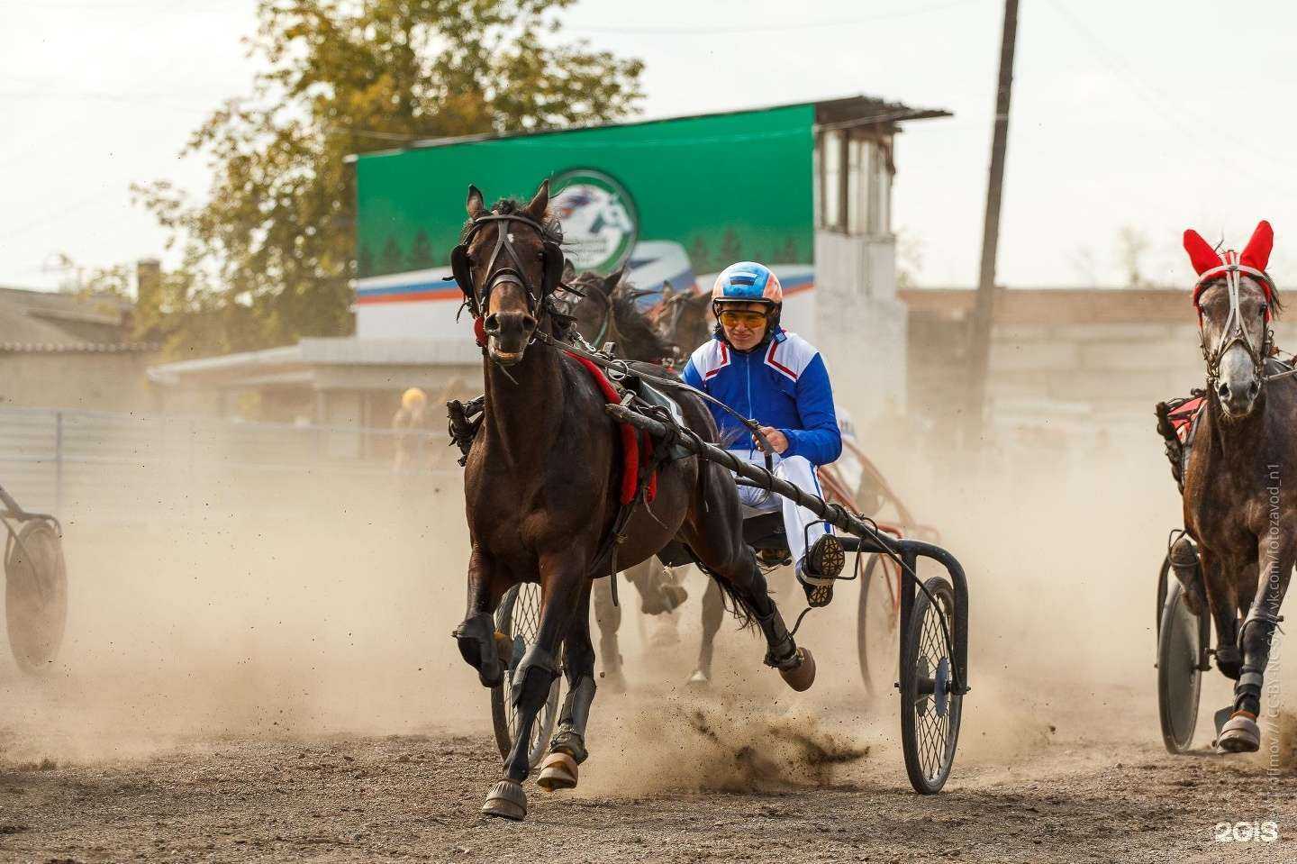 Отзывы на компанию Барнаульский ипподром в г. Барнаул c фото