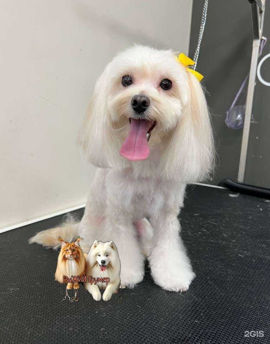 Отзывы на компанию Рыжий Грумер в г. Омск c фото