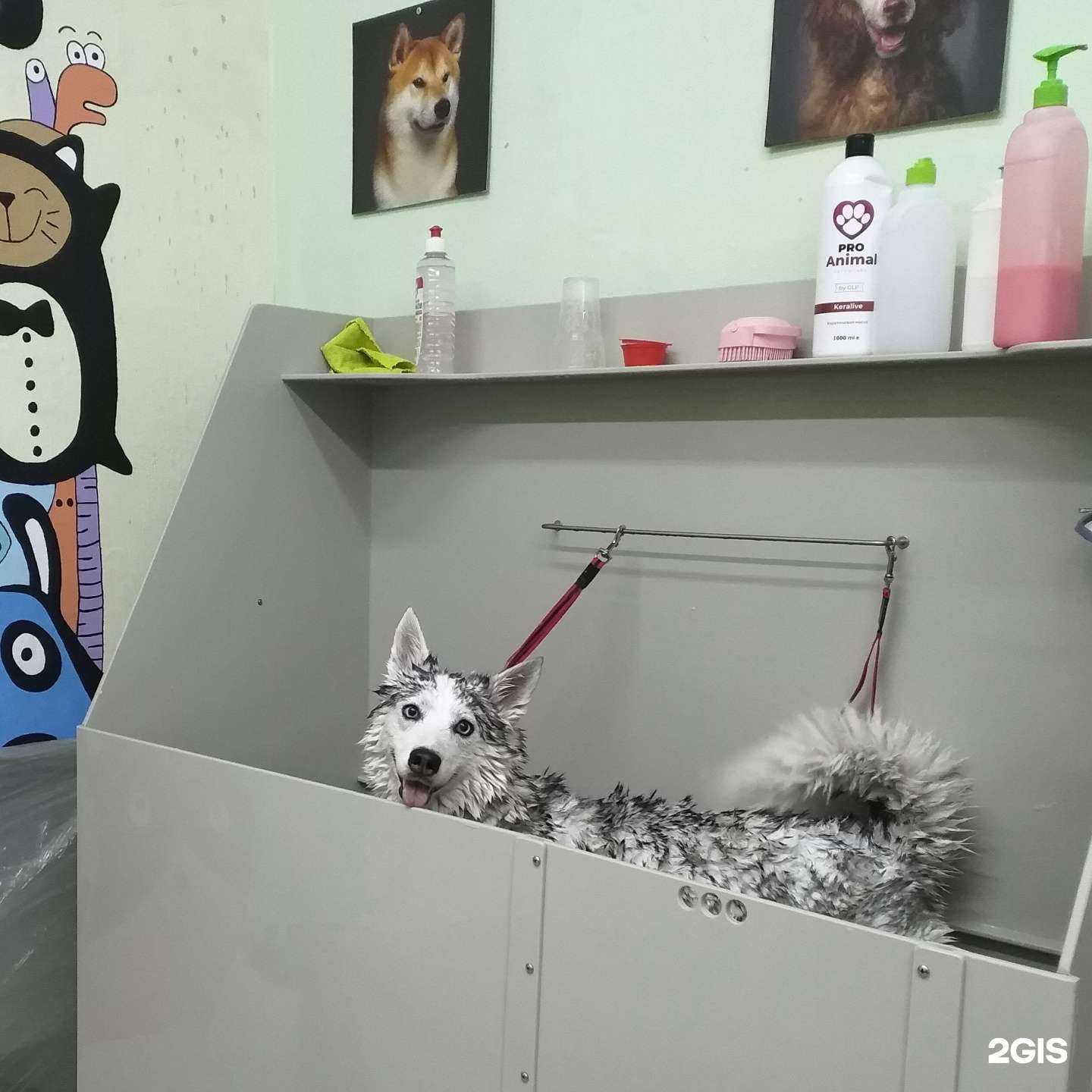 Отзывы на компанию Grooming art в г. Тольятти c фото