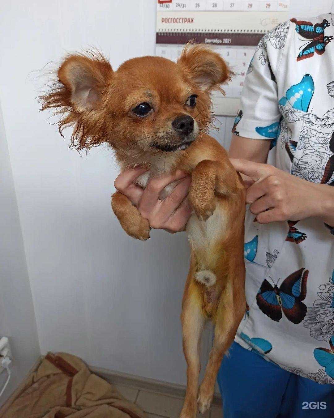 Отзывы на компанию VetLife в Кургане c фото