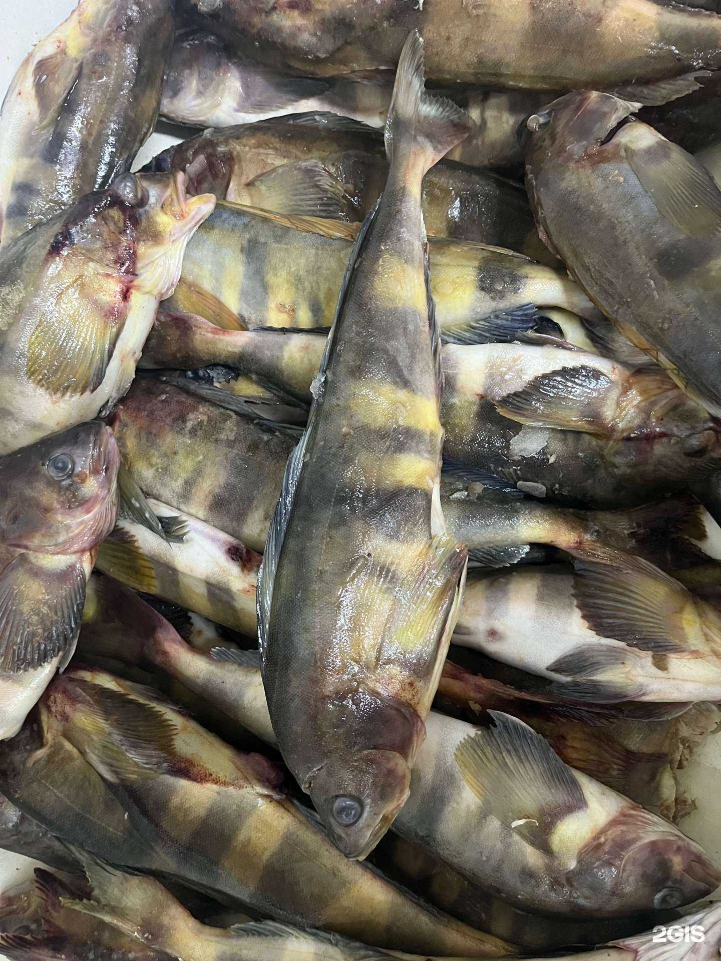 Отзывы на компанию Рыбный магазин в г. Сыктывкар c фото