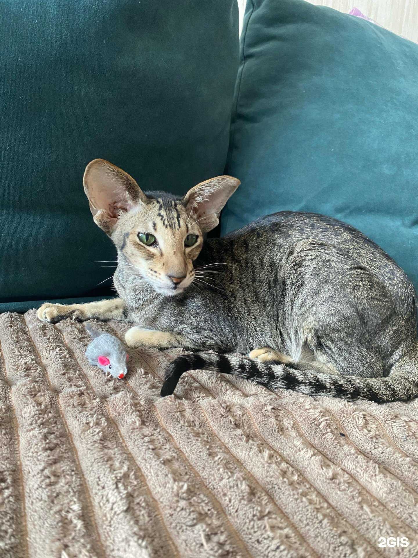 Отзывы на компанию Зоомания 54 в Новосибирске c фото