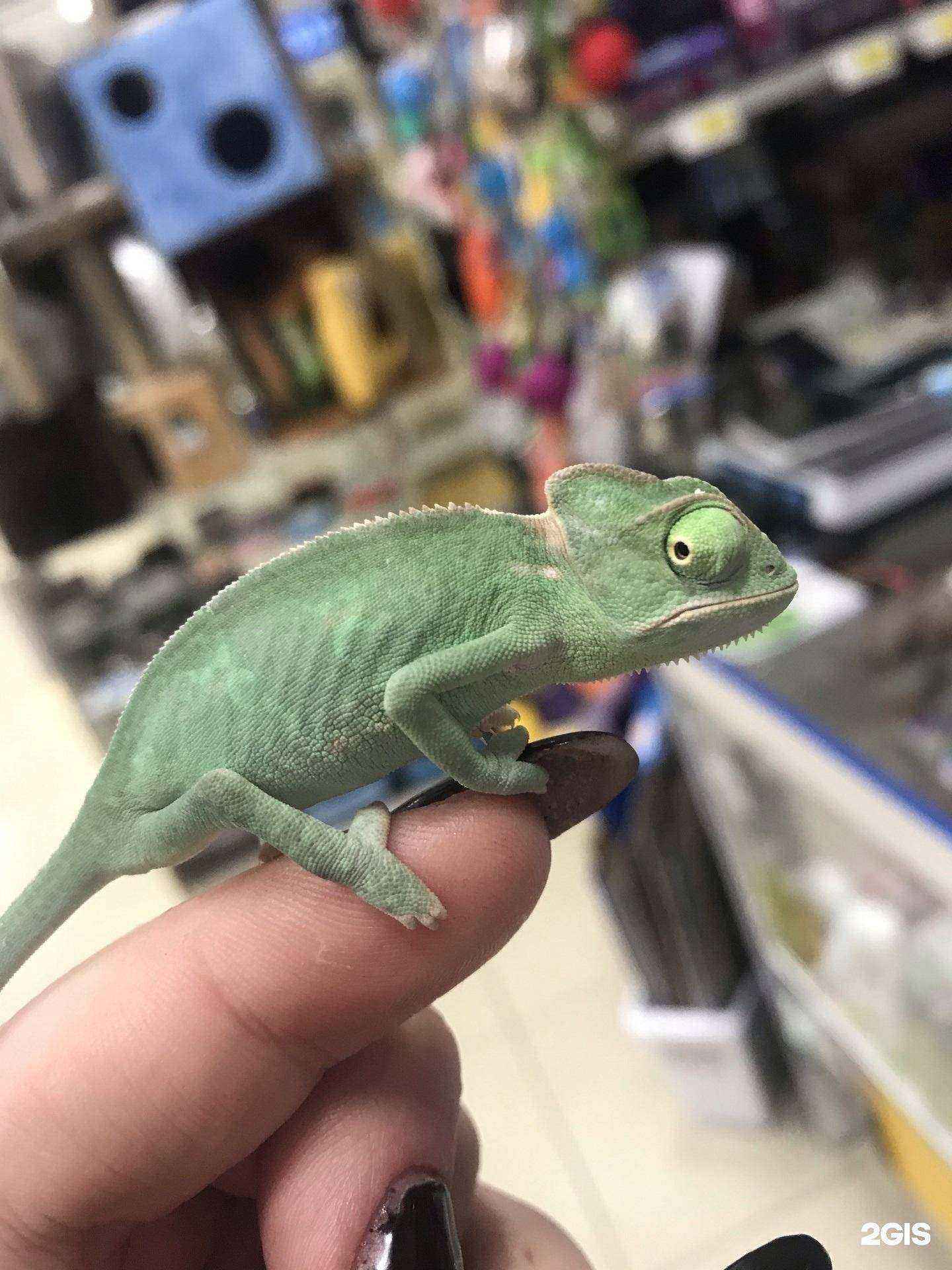 Отзывы на компанию Agent zoo в г. Набережные Челны c фото