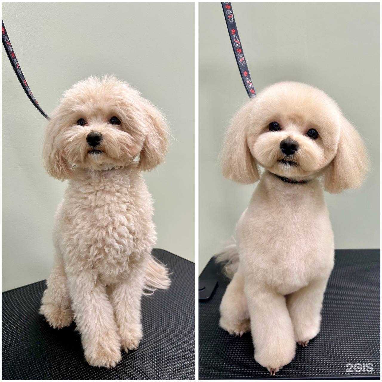 Отзывы на компанию Grooming`s Vibe в г. Рязань c фото