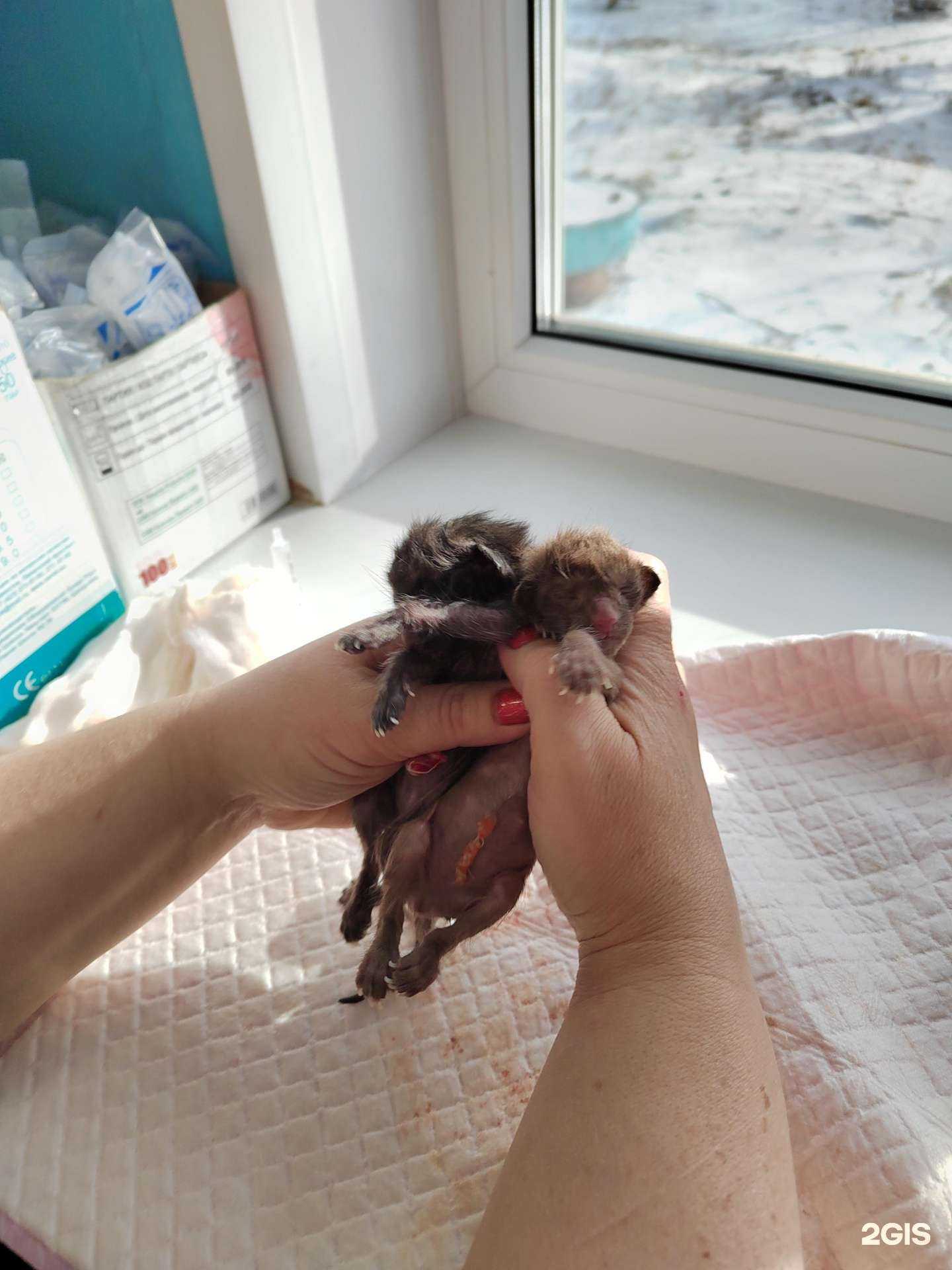 Отзывы на компанию Железногорский отдел ветеринарии в Железногорске c фото