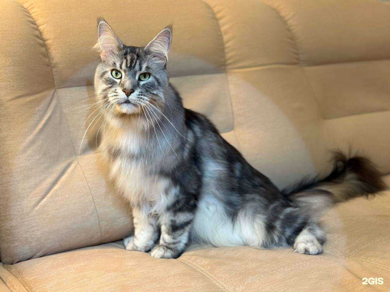 Отзывы на компанию Груминг сити в г. Пермь c фото