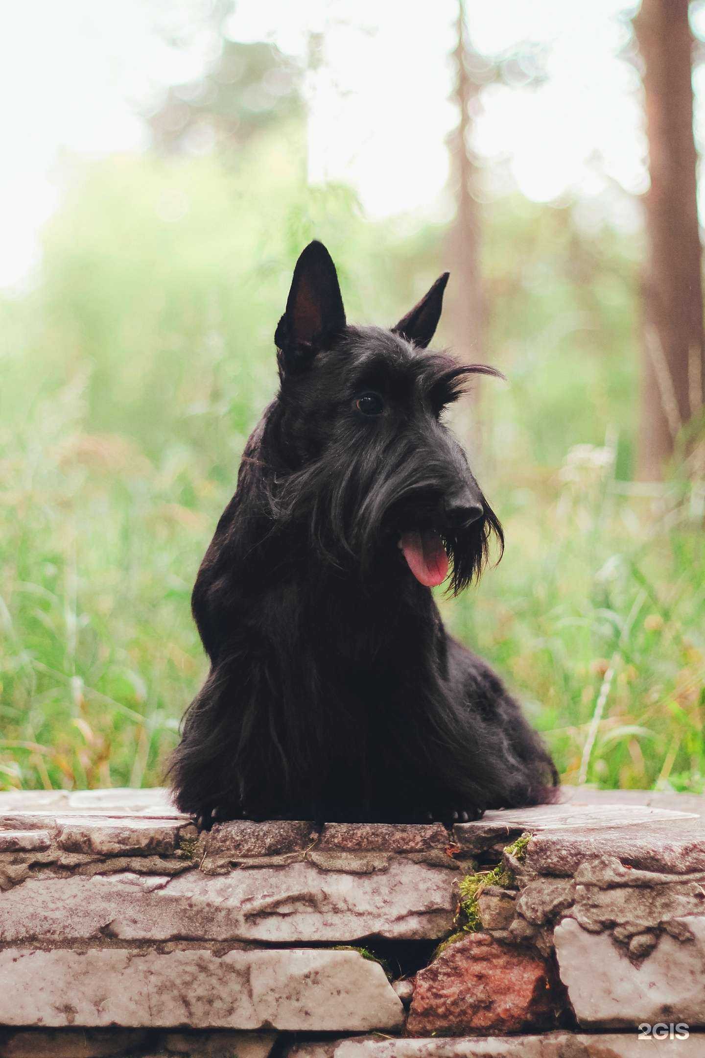 Отзывы на компанию Чемпион в Ангарске c фото