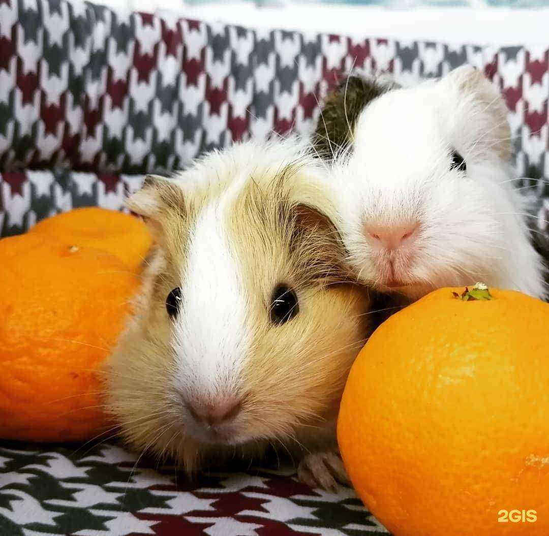 Отзывы на компанию Мир аквариума в Элисте c фото