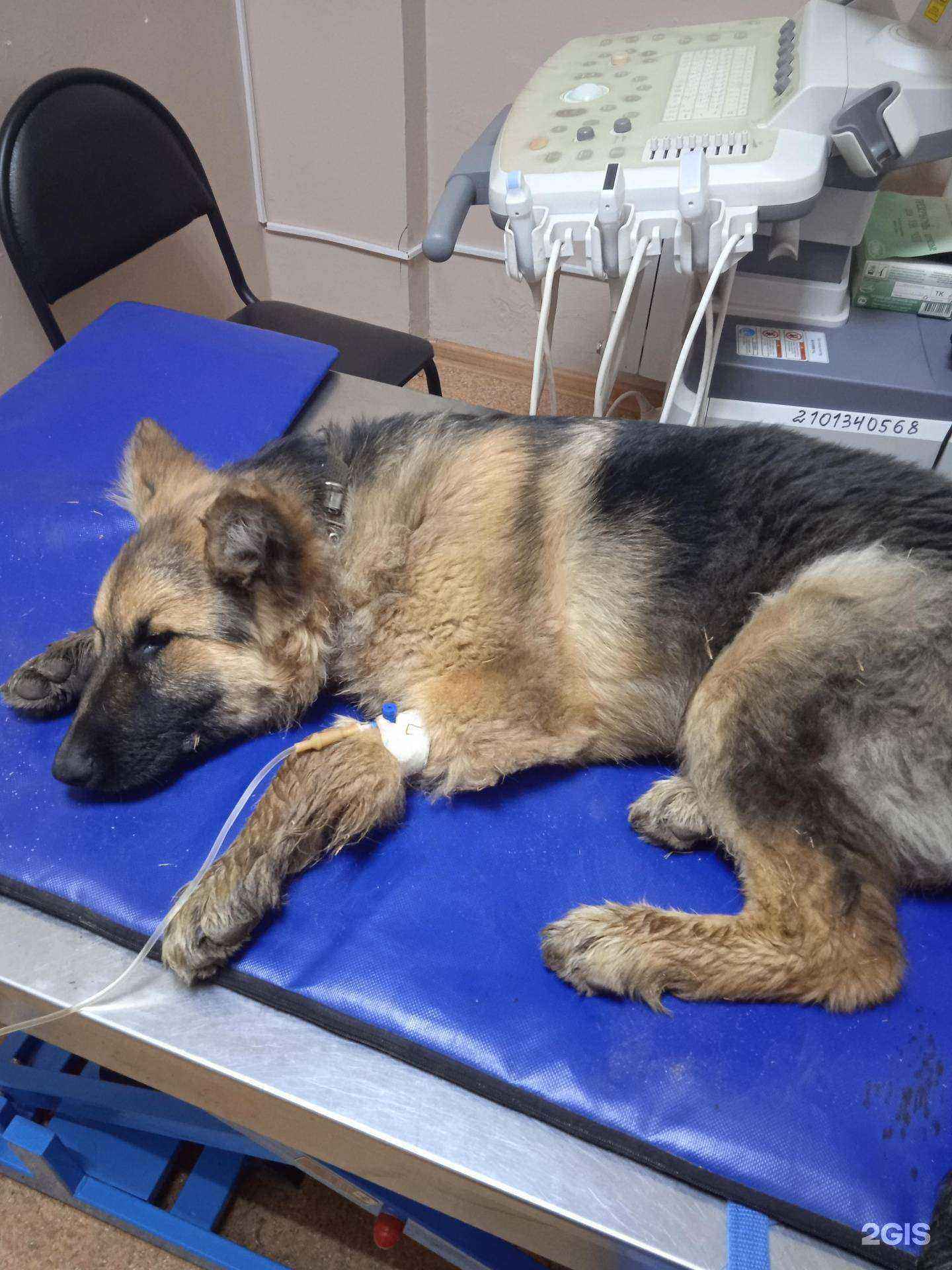 Отзывы на компанию Ветеринарная лечебница Копейского городского округа в г. Копейск c фото