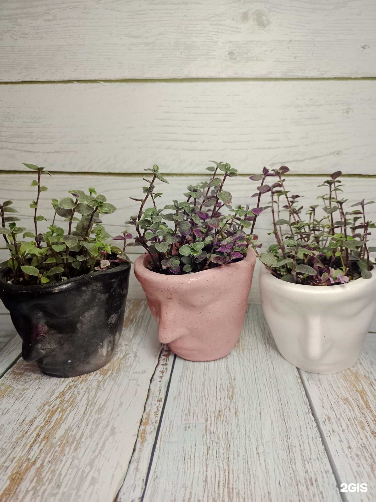 Отзывы на компанию Мох в г. Новороссийск c фото