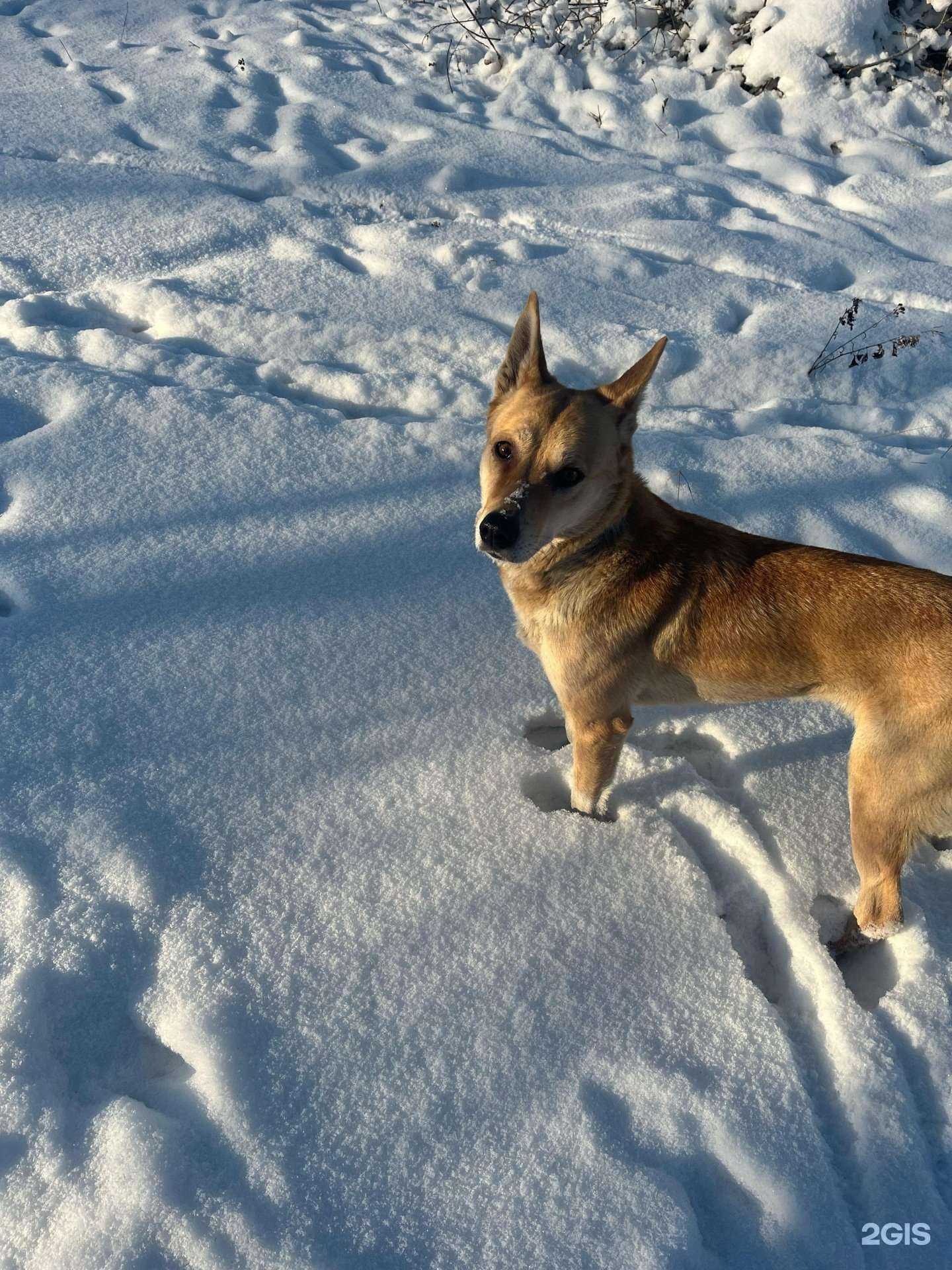 Отзывы на компанию Зооветмедика в Ачинске c фото