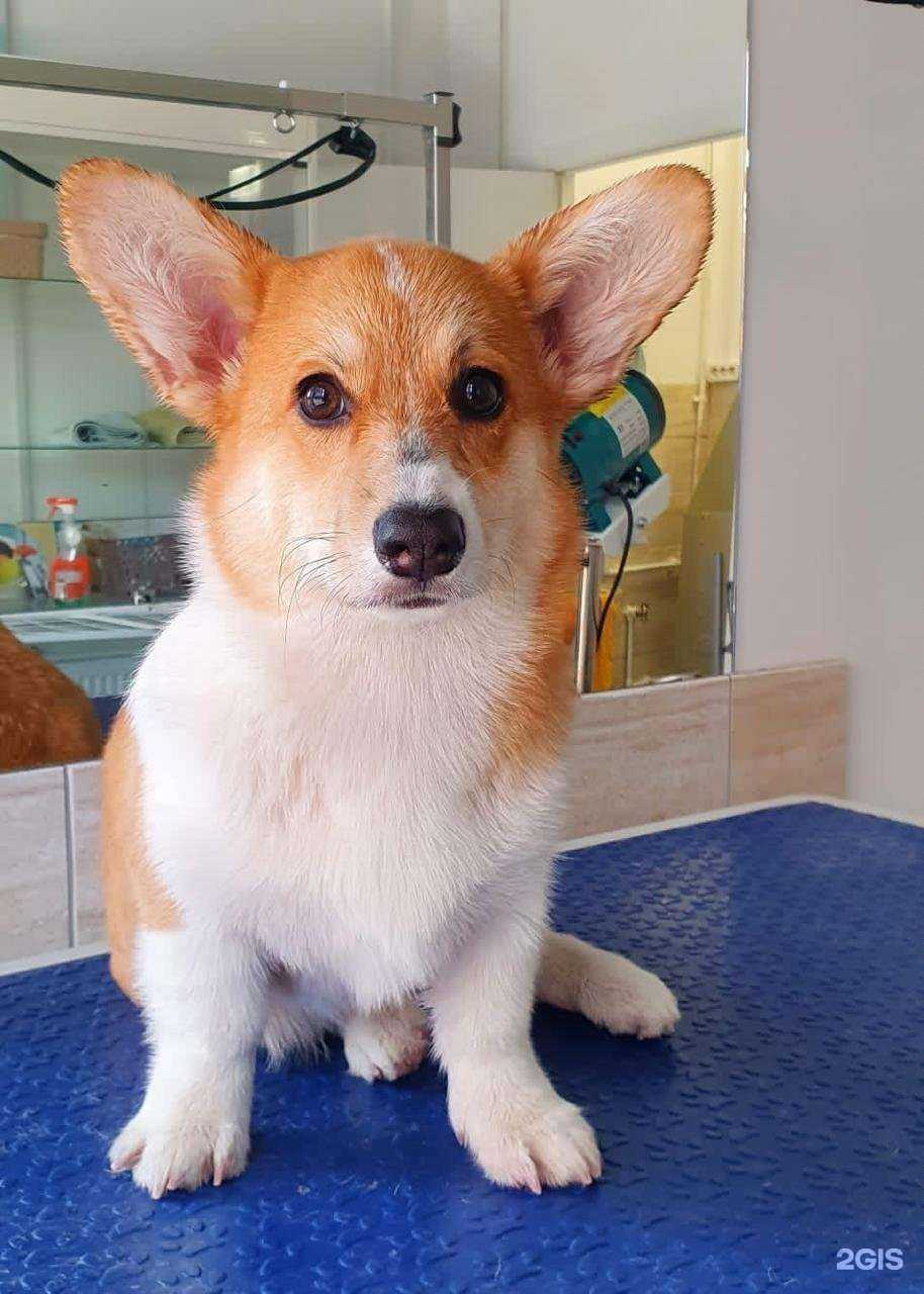 Отзывы на компанию Бетховен в Истре c фото