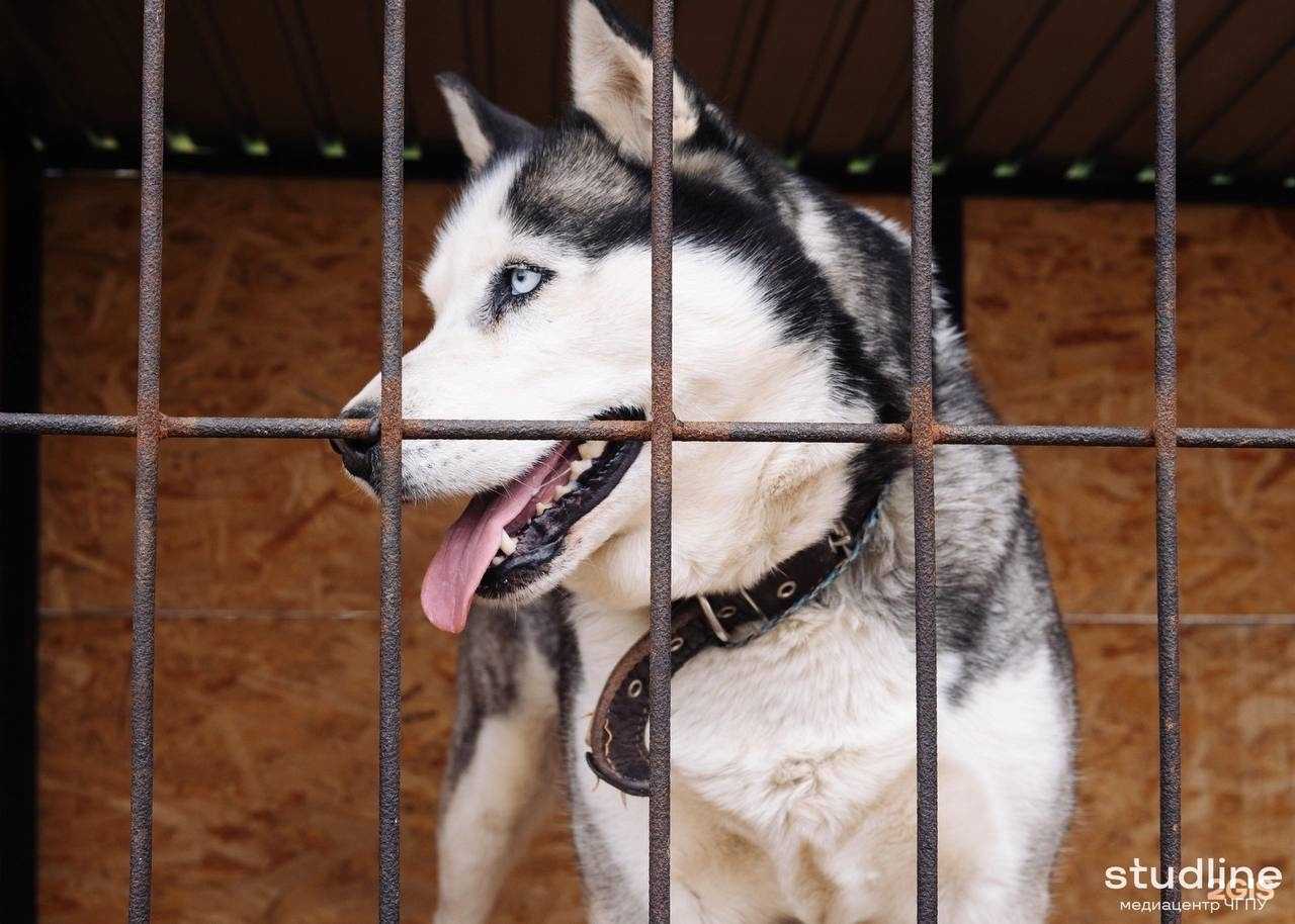 Отзывы на компанию husky help 21 в Чебоксарах c фото