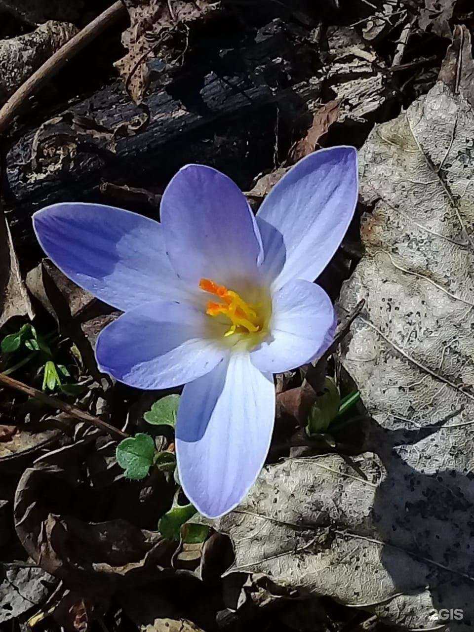 Отзывы на компанию LimusVita в Ессентуках c фото