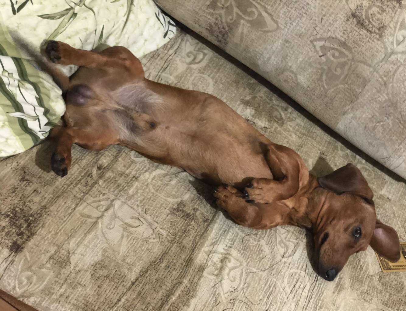 Отзывы на компанию Любимчик в Казани c фото