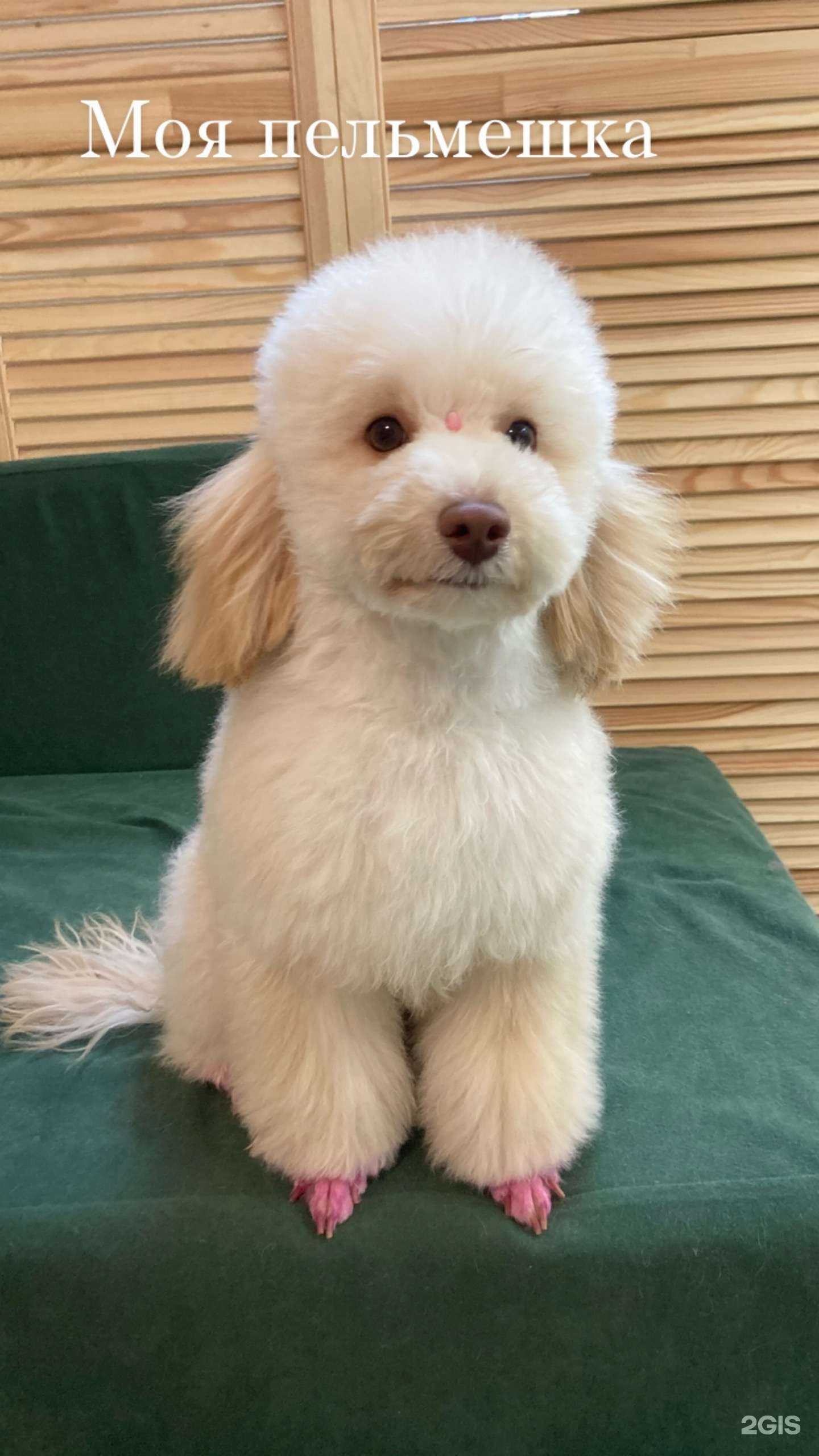 Отзывы на компанию GroomМир в Новороссийске c фото