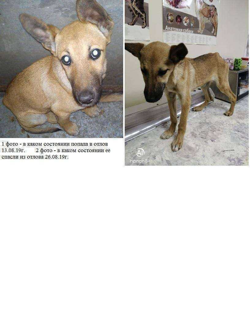 Отзывы на компанию Новосибирский центр по проблемам домашних животных в Новосибирске c фото