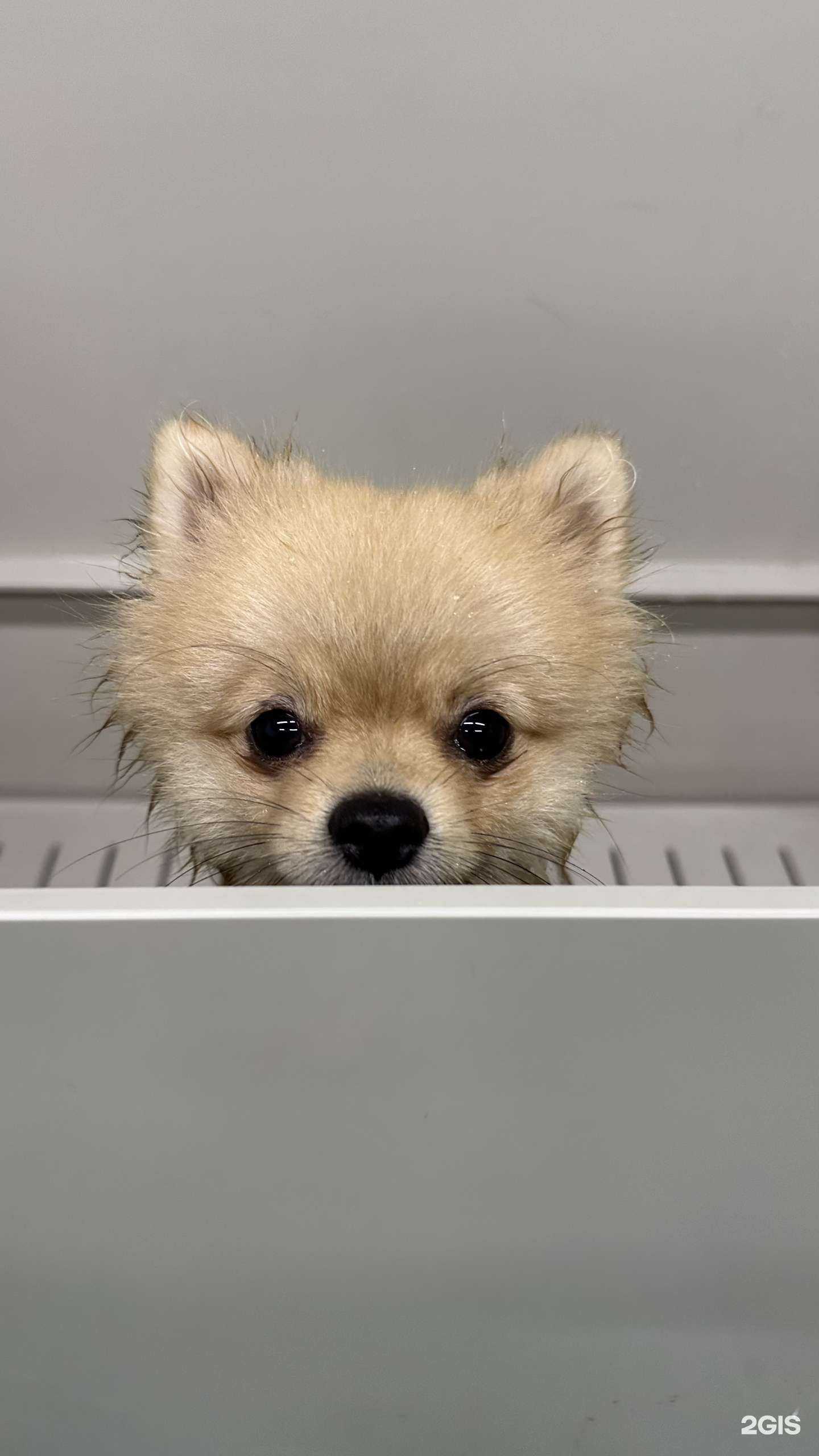 Отзывы на компанию Лаб-Радор в г. Краснодар c фото