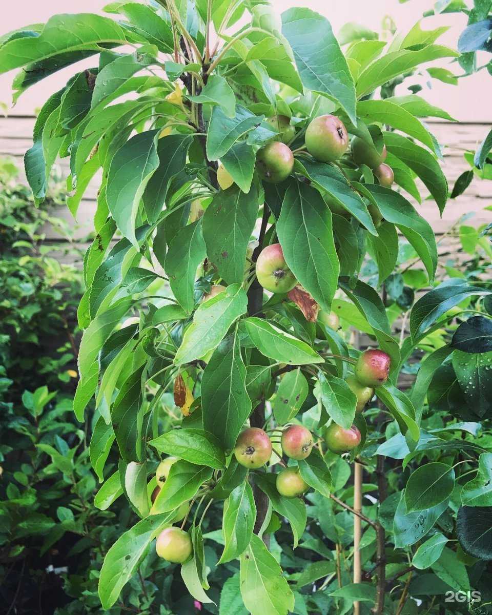 Отзывы на компанию Дачный мир в Казани c фото