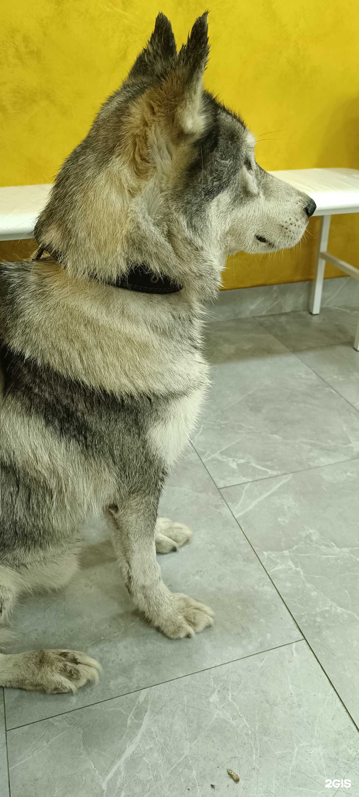 Отзывы на компанию Мокрый нос в Пятигорске c фото - фотография 2 из 2